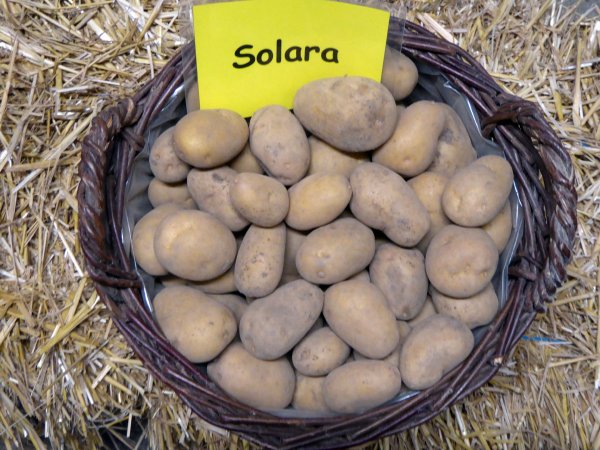 Kartoffelsorte Solara